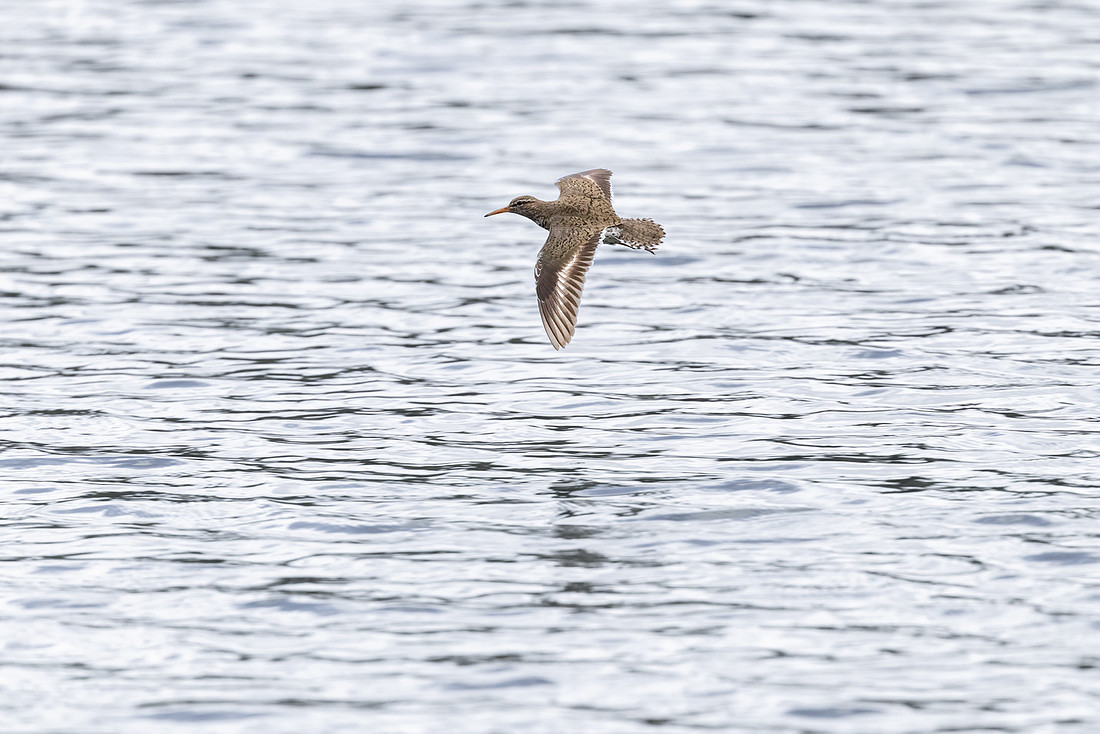 Spotted sandpiper (Actitis macularius) flying along the shore of