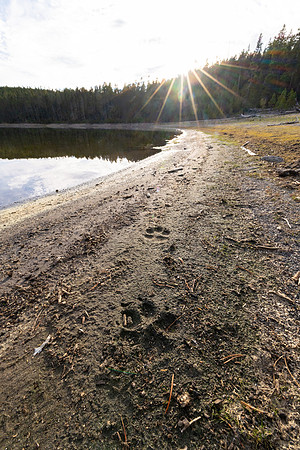 Wolf Tracks along the shore of Mary Lake