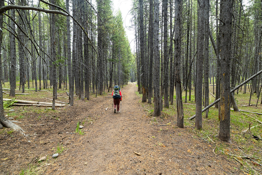Views along the Mary Mountain Trail: forest east of Mary Lake