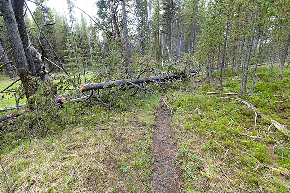 Downed trees on the trail