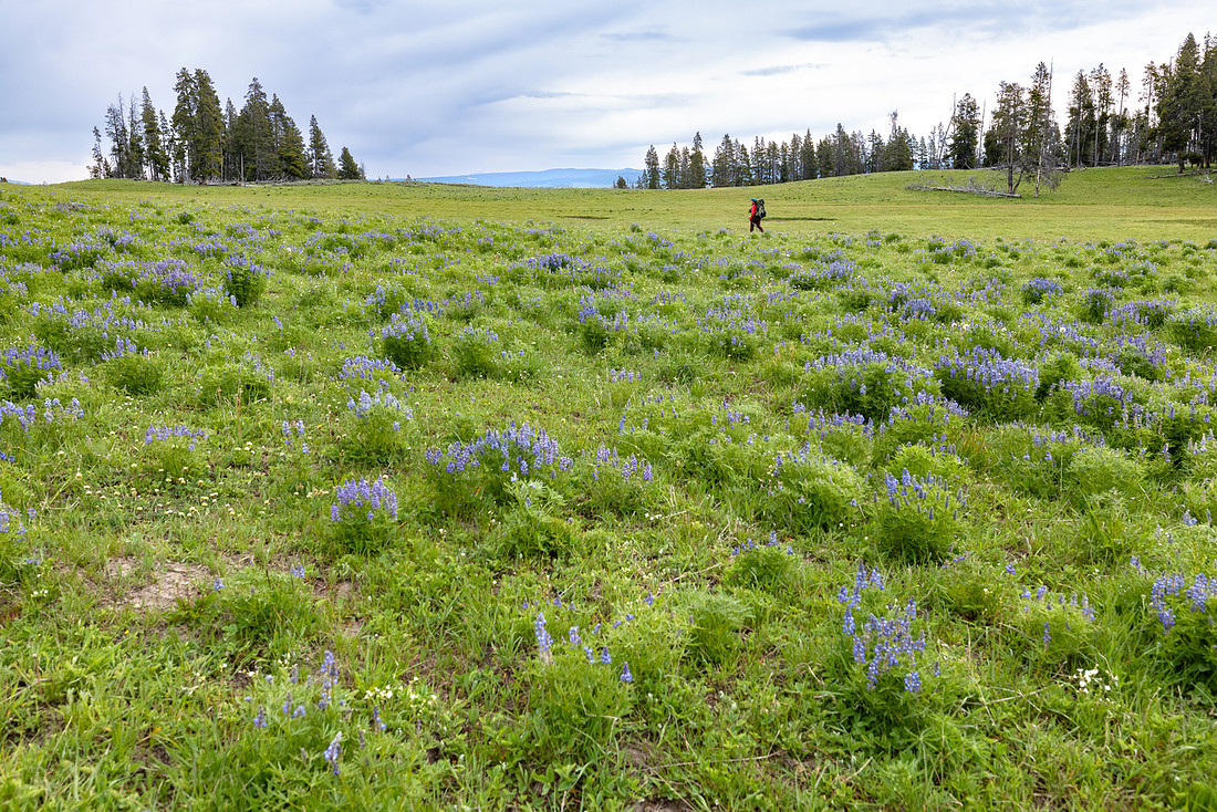 Views along the Mary Mountain Trail: lupine in Hayden Valley