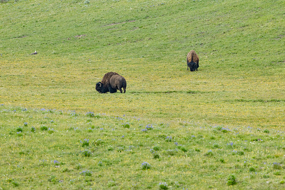 Bison bulls grazing in Hayden Valley
