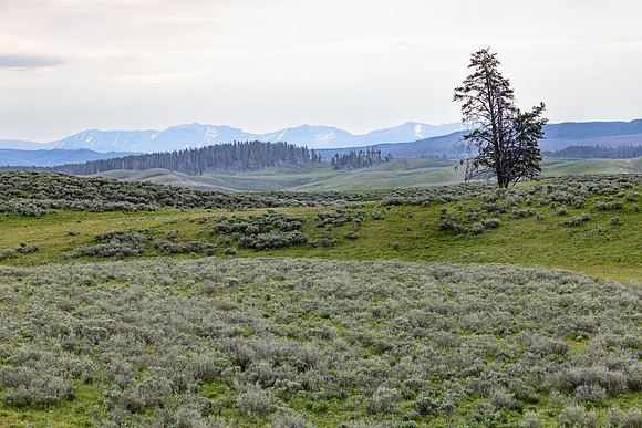 Mountain views in Hayden Valley