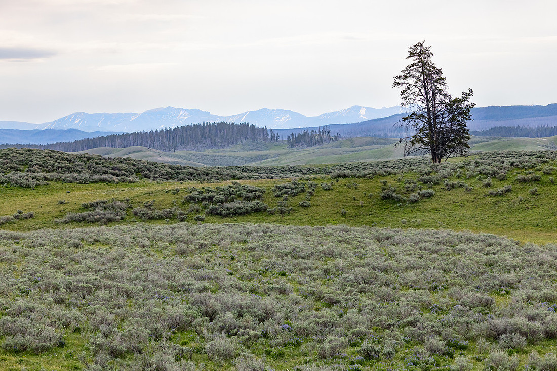 Mountain views in Hayden Valley