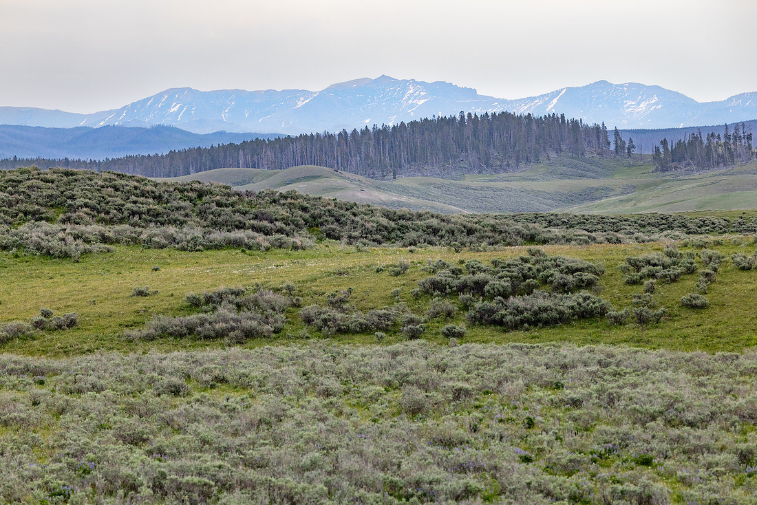 Mountain views in Hayden Valley (2)