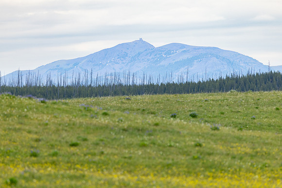 Mt. Washburn and fire lookout from Hayden Valley