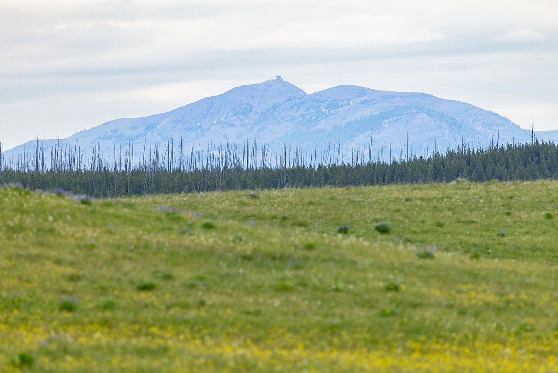 Mt. Washburn and fire lookout from Hayden Valley