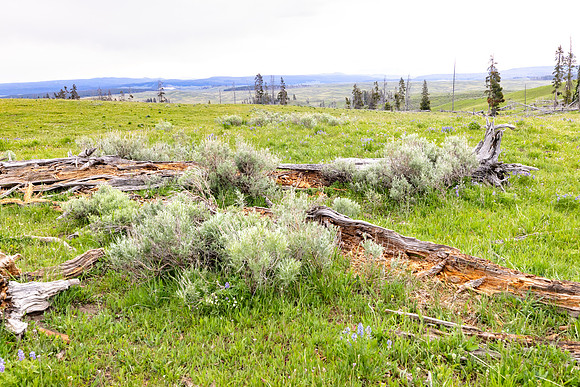 Views along the Mary Mountain Trail: views to the southeast