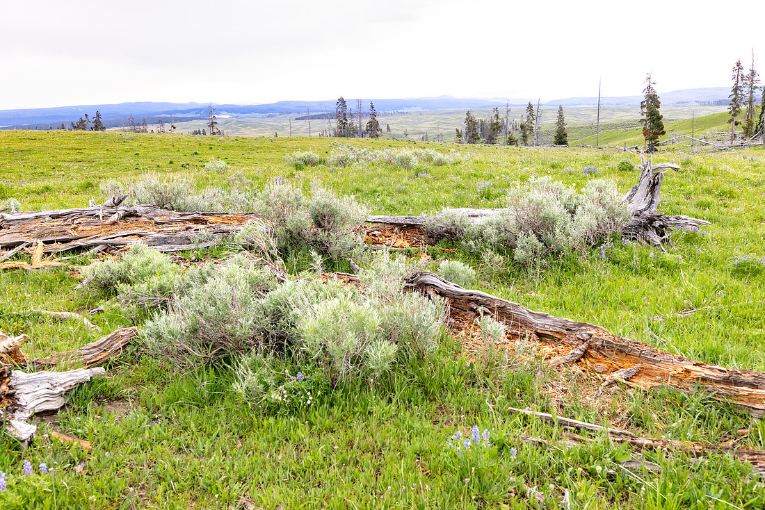 Views along the Mary Mountain Trail: views to the southeast