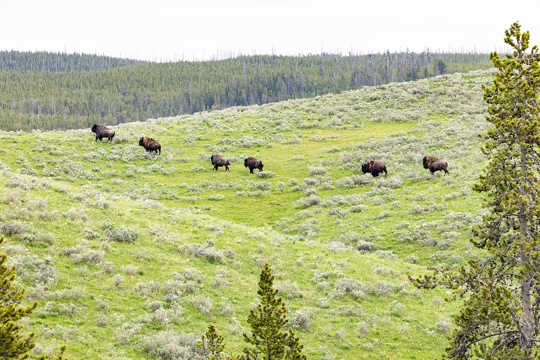 Bison run along a hillside in Hayden Valley