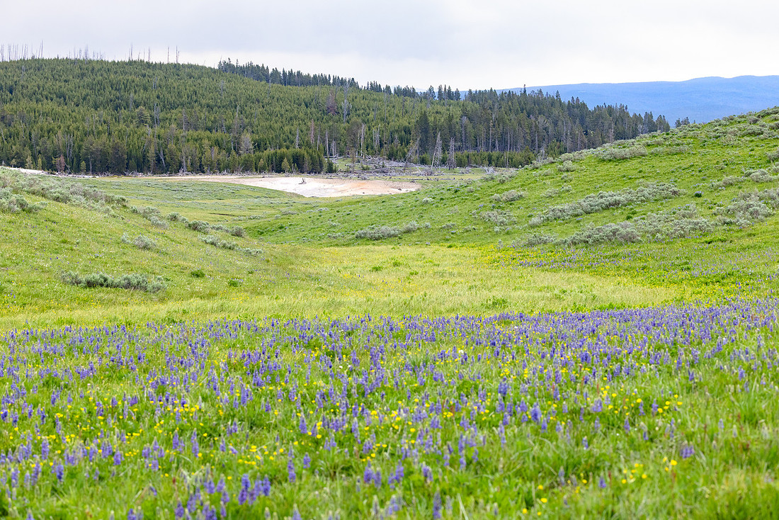 Views along the Mary Mountain Trail: Lupine field and Violet Spr
