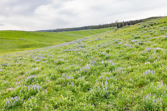 Views along the Mary Mountain Trail: lupine hillside