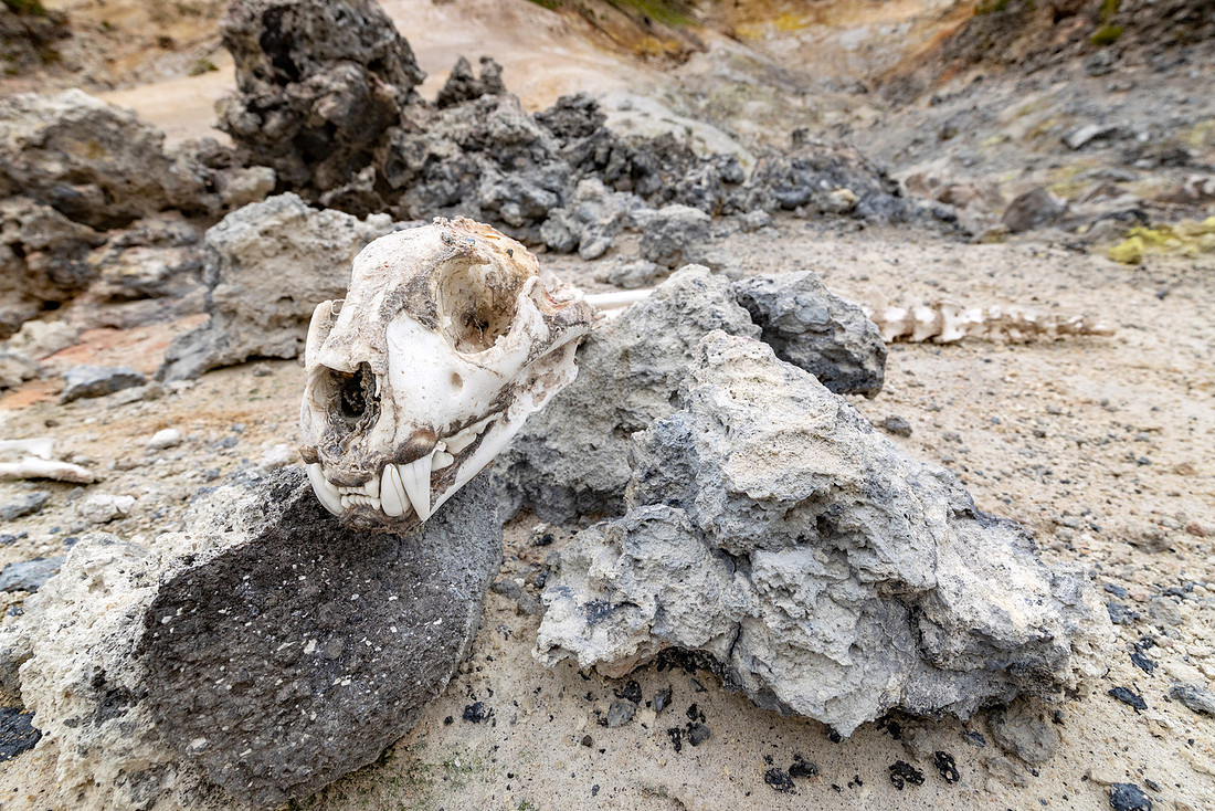Mountain lion (cougar) skull