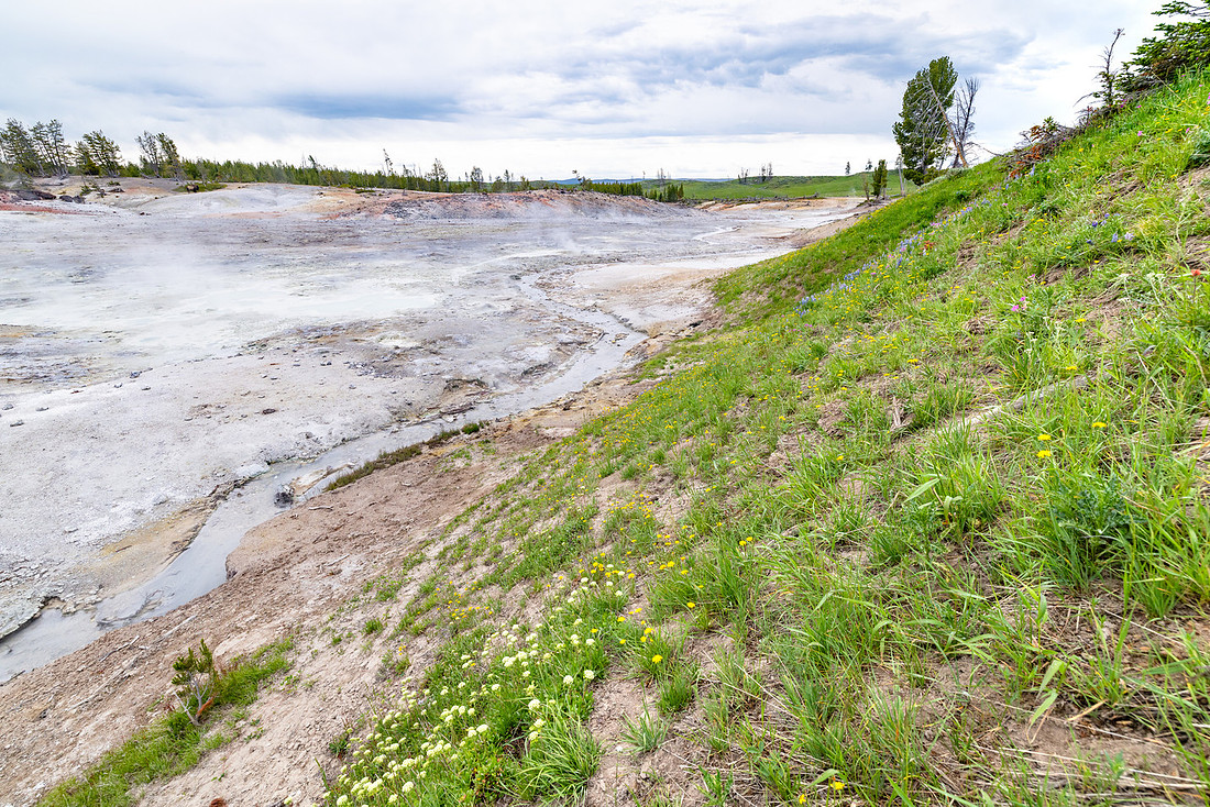 Headwaters of Violet Creek