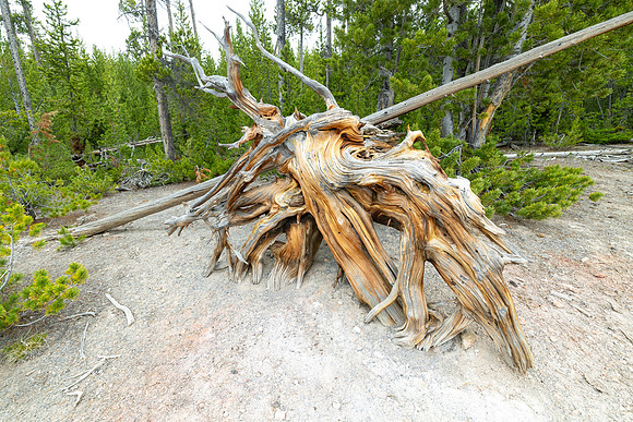 Whitebark pine root ball
