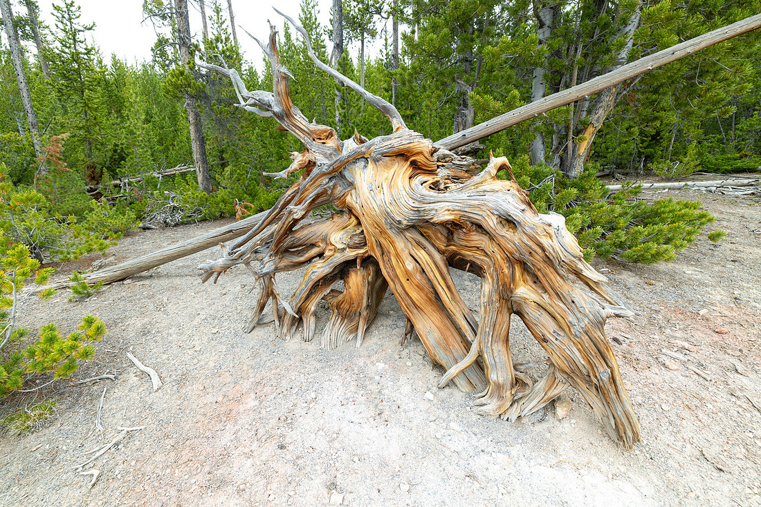 Whitebark pine root ball