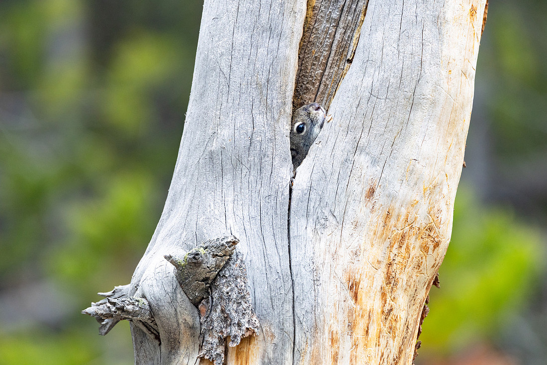 Red squirrel hiding in a snag
