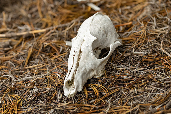 Red fox skull