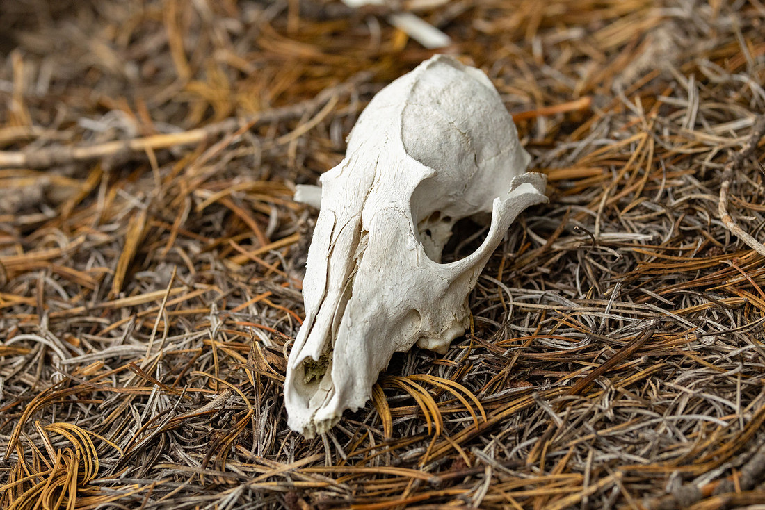 Red fox skull