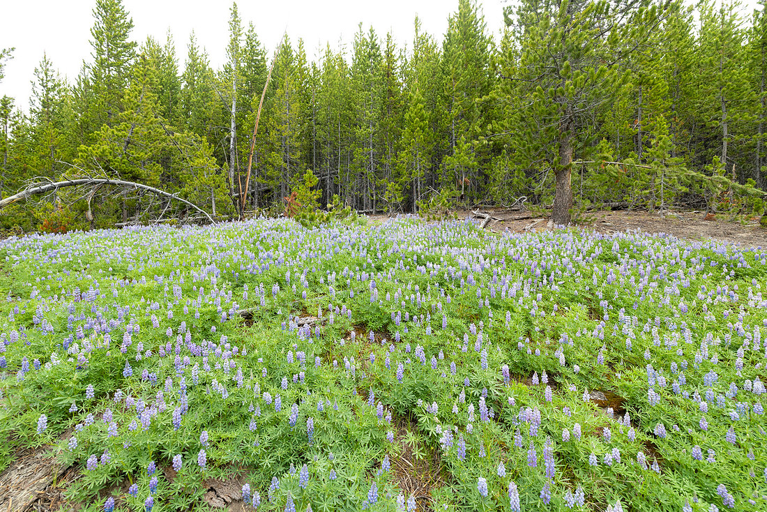 Lupine (Lupinus argenteus) patch (2)