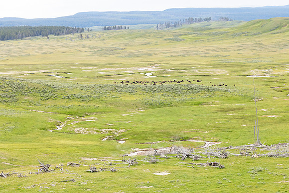 Views along the Mary Mountain Trail: bison along the confluence