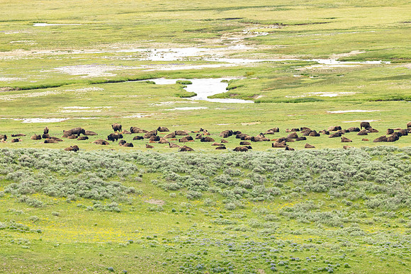 Bison herd relaxing near Alum Creek