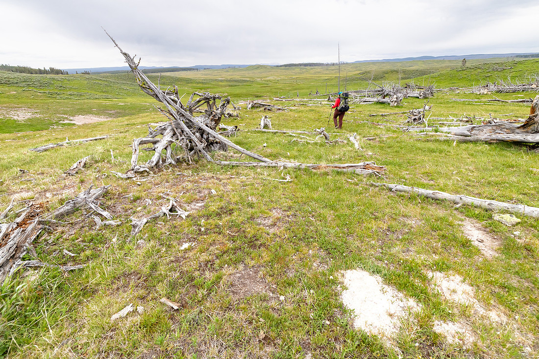 Views along the Mary Mountain Trail: hiking through fallen trees