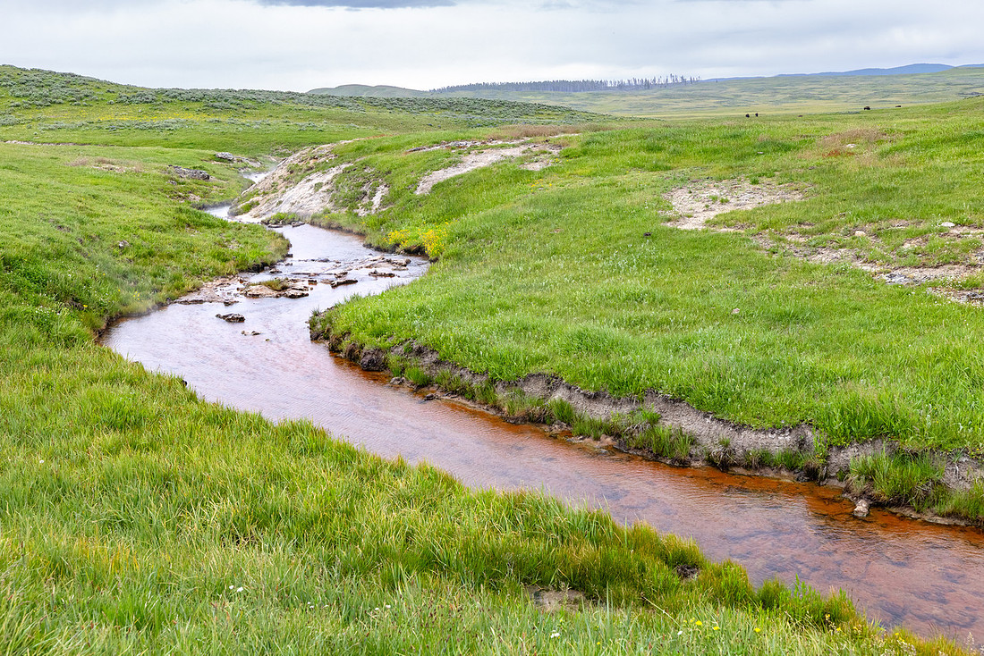 A reddish Violet creek cuts through the green Hayden Valley land