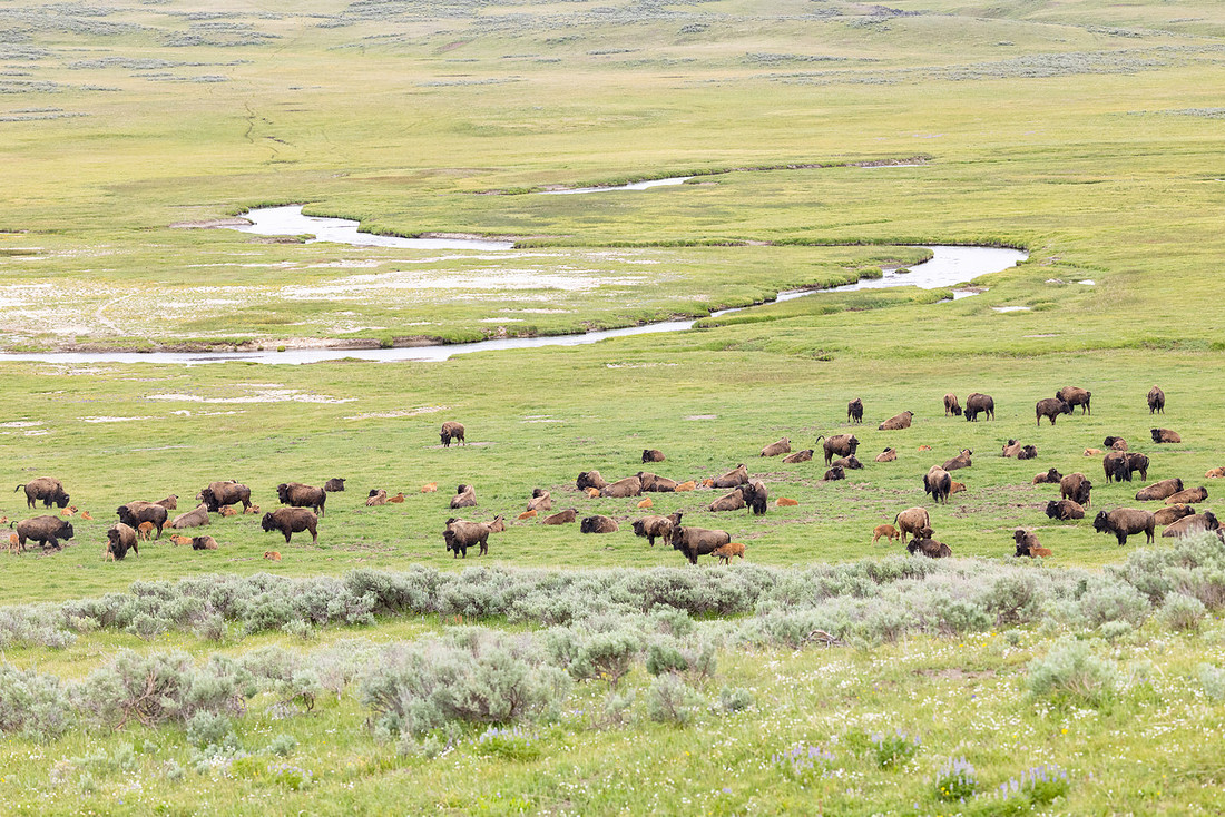 Bison group near Alum Creek
