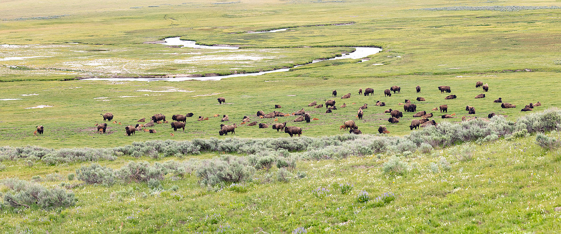 Bison group near Alum Creek (panorama)