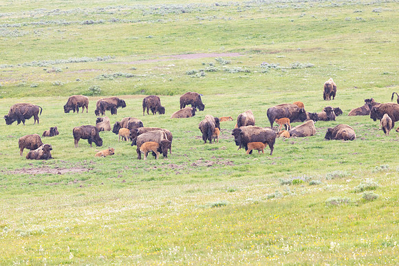 Baby bison feeding in Hayden Valley