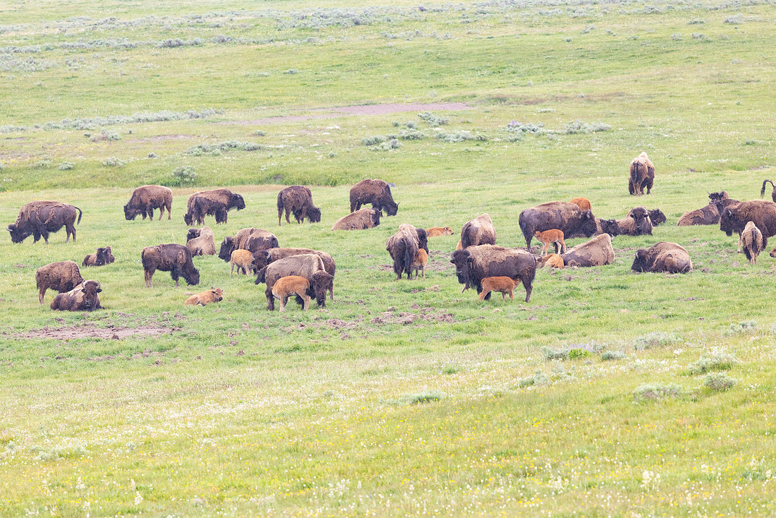 Baby bison feeding in Hayden Valley