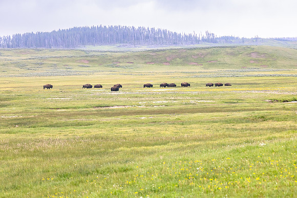 Bull bison group in Hayden Valley