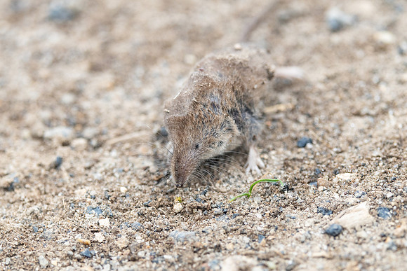 Masked shrew (Sorex cinereus)