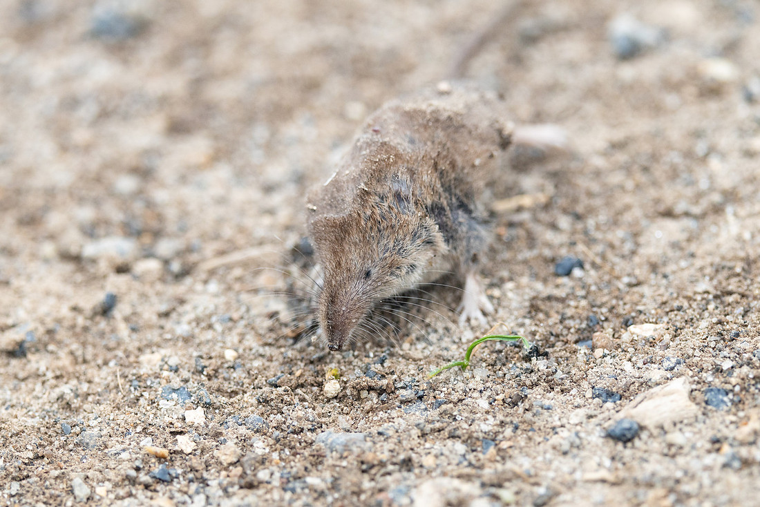 Masked shrew (Sorex cinereus)