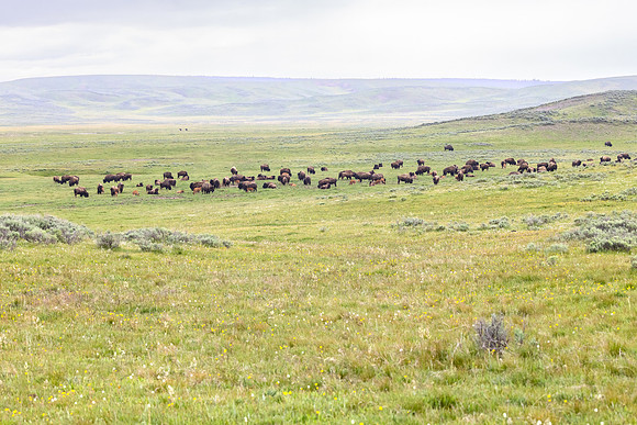 Bison group in Hayden Valley