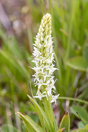 Tall white bog orchid (Platanthera dilatata)