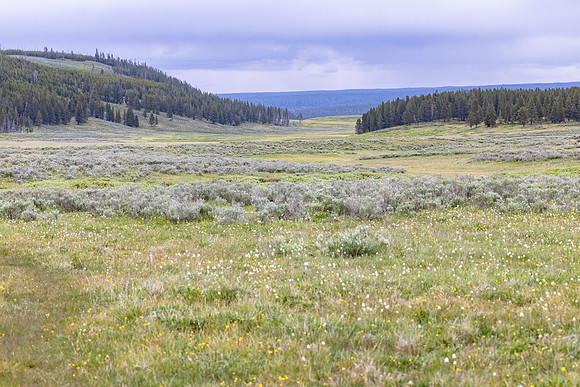 Views along the Mary Mountain Trail: looking east to the road