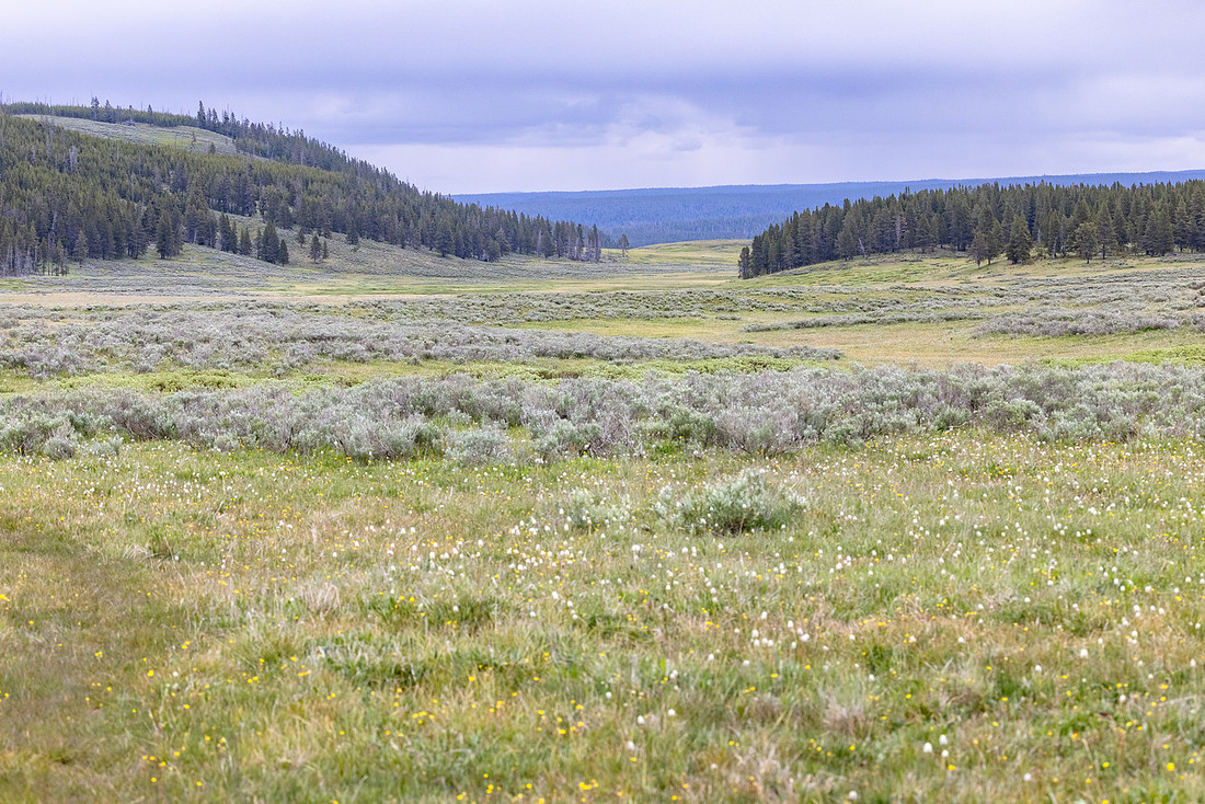 Views along the Mary Mountain Trail: looking east to the road