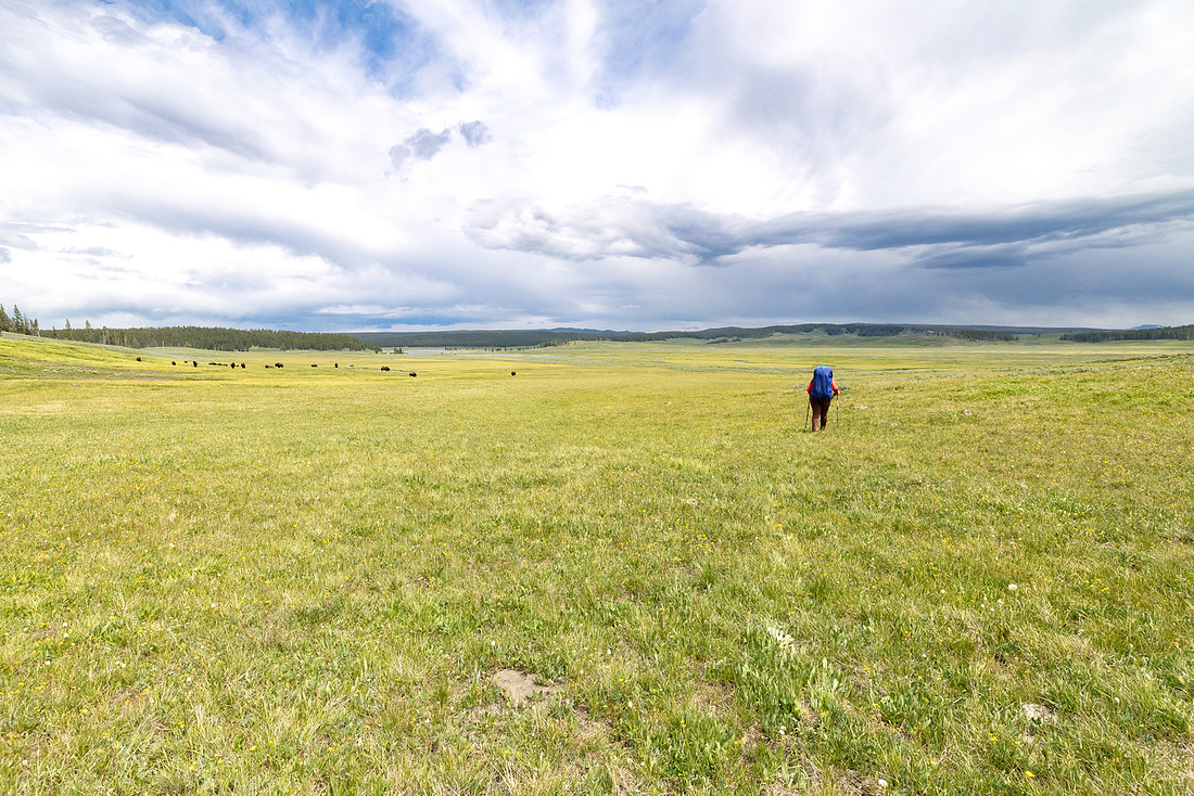 Views along the Mary Mountain Trail: passing bison on the trail