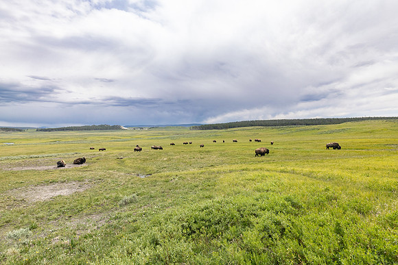 Bison group in Hayden Valley near Mary Mountain Trailhead