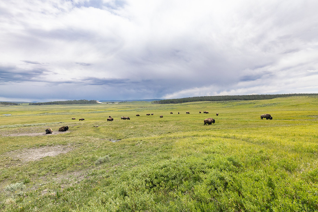 Bison group in Hayden Valley near Mary Mountain Trailhead