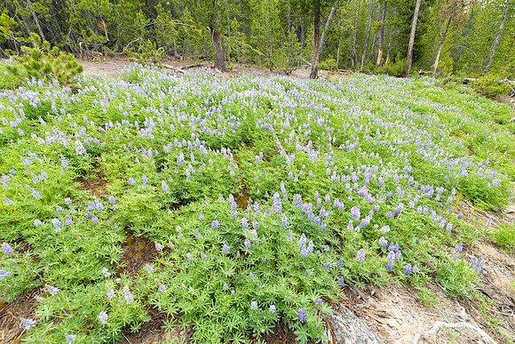 Lupine (Lupinus argenteus) patch