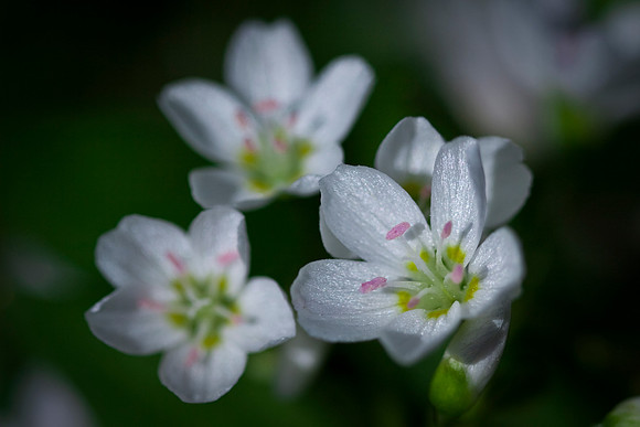 Spring Beauty