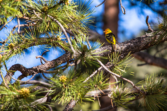 Western Tanager (3) - Piranga ludoviciana