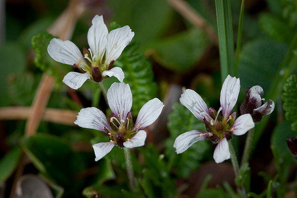 Arctic Stitchwort - Minuartia arctica