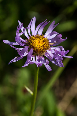 Siberian Aster - Aster sibiricus