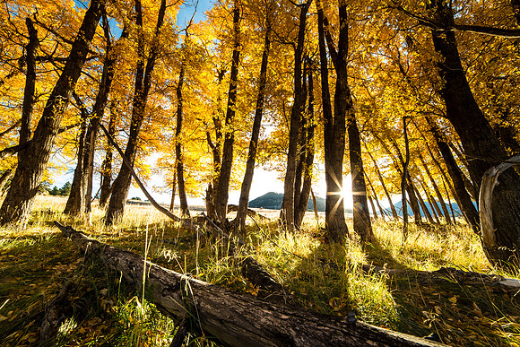 First Light on Moraine Park Cottonwoods