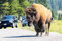 Bison in the road near the Thunderer Trailhead