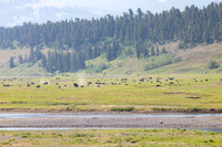 Bison in Lamar Valley during the rut